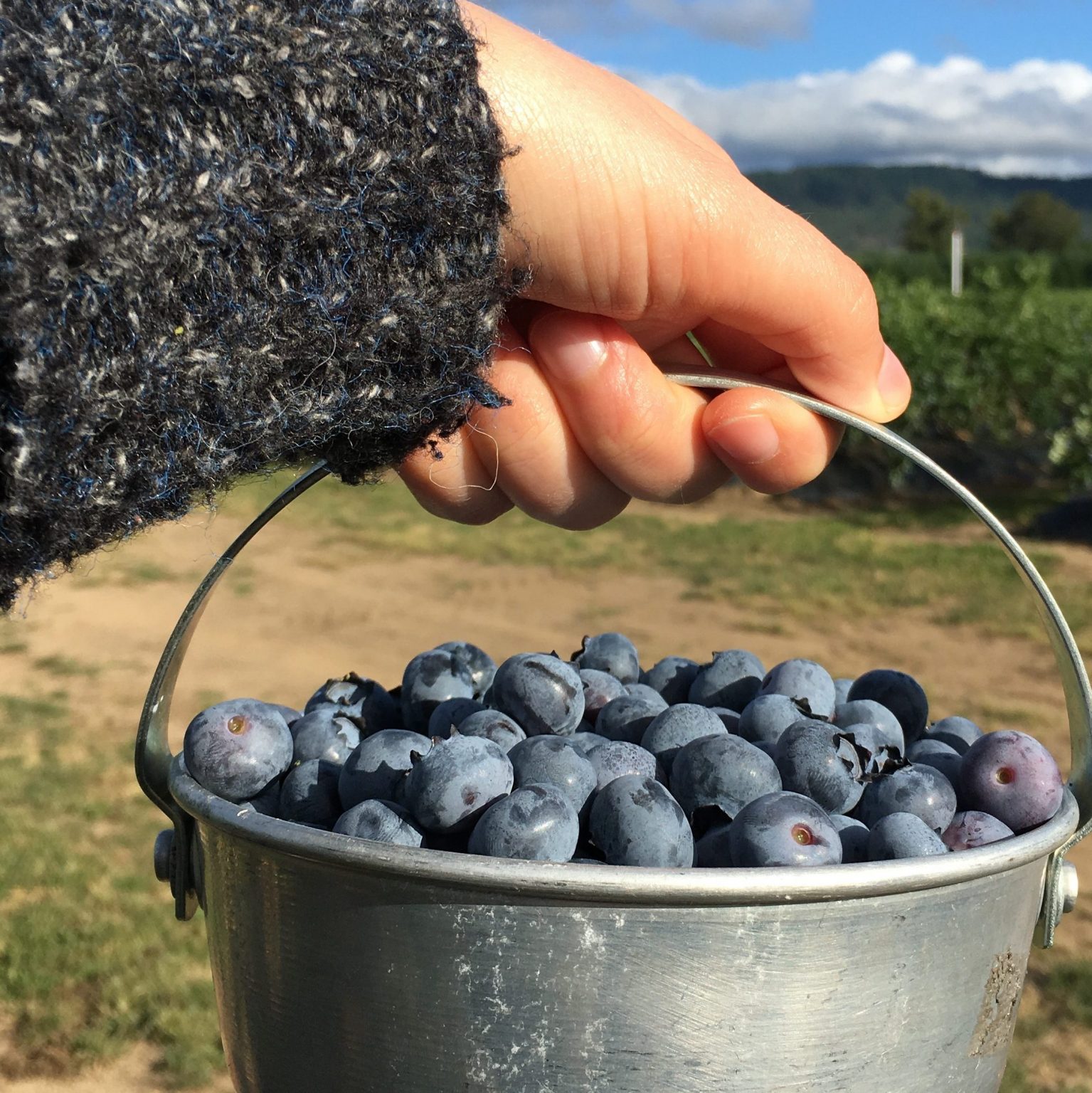 Where Blueberries Grow