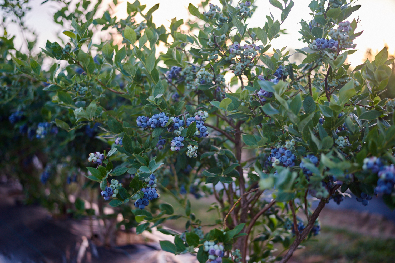 Highbush Blueberry Bush At Sunset 