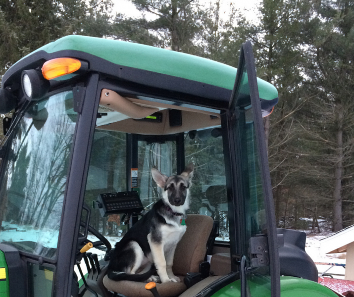 He’s no truffle dog, but at Carini Farms, this pup is part of the team