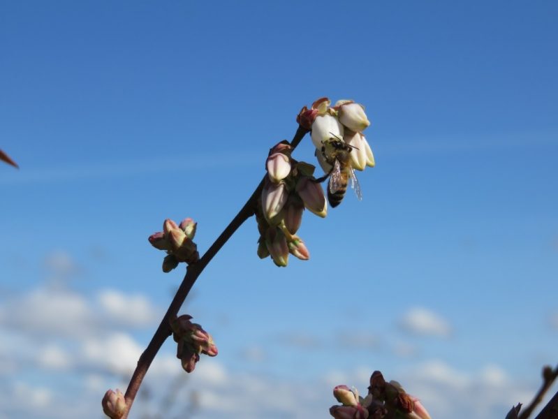 From this Pan American Blueberry Growers’ shot, you can see that bees are a vital part of the harvest