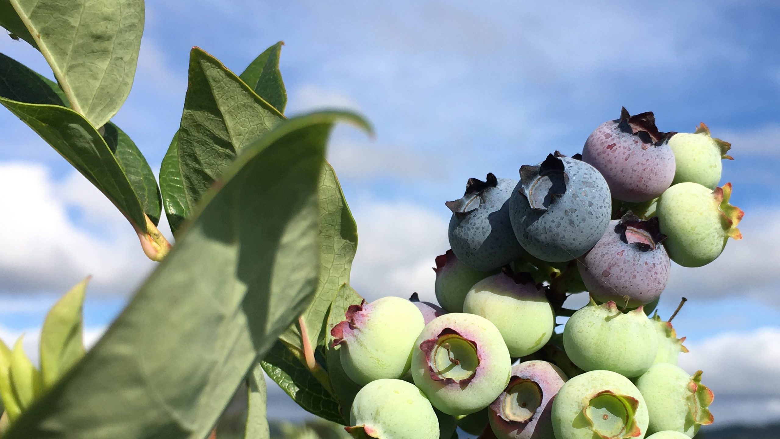 Planting Blueberries