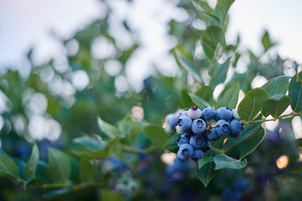 Blueberry bush